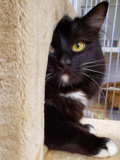 Enlarge Dustin, a Adoptable mixed breed in Kodiak, AK image 6/6