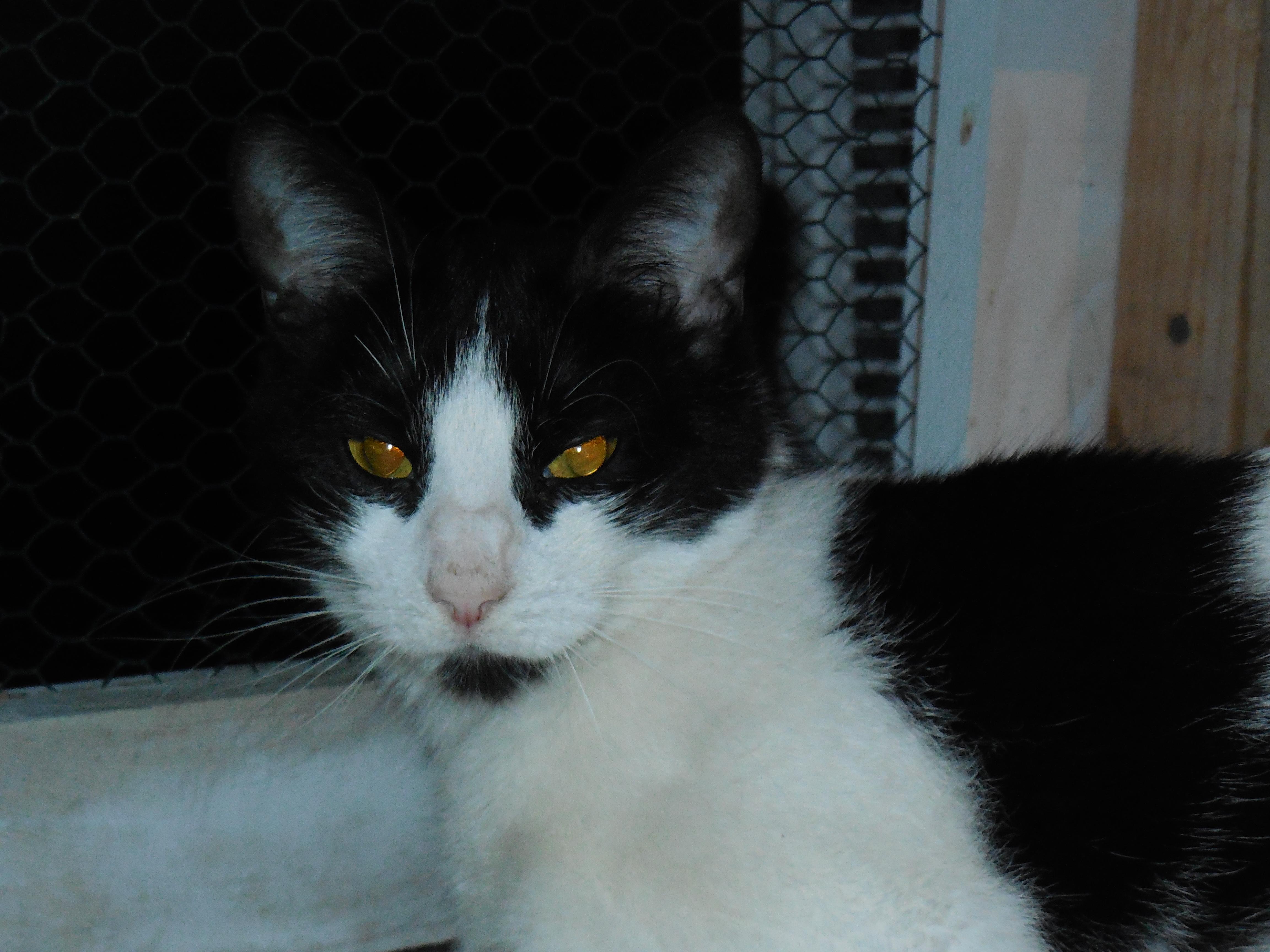 Charlotte, a Adoptable Domestic Short Hair in Whiting, IN image 1/6