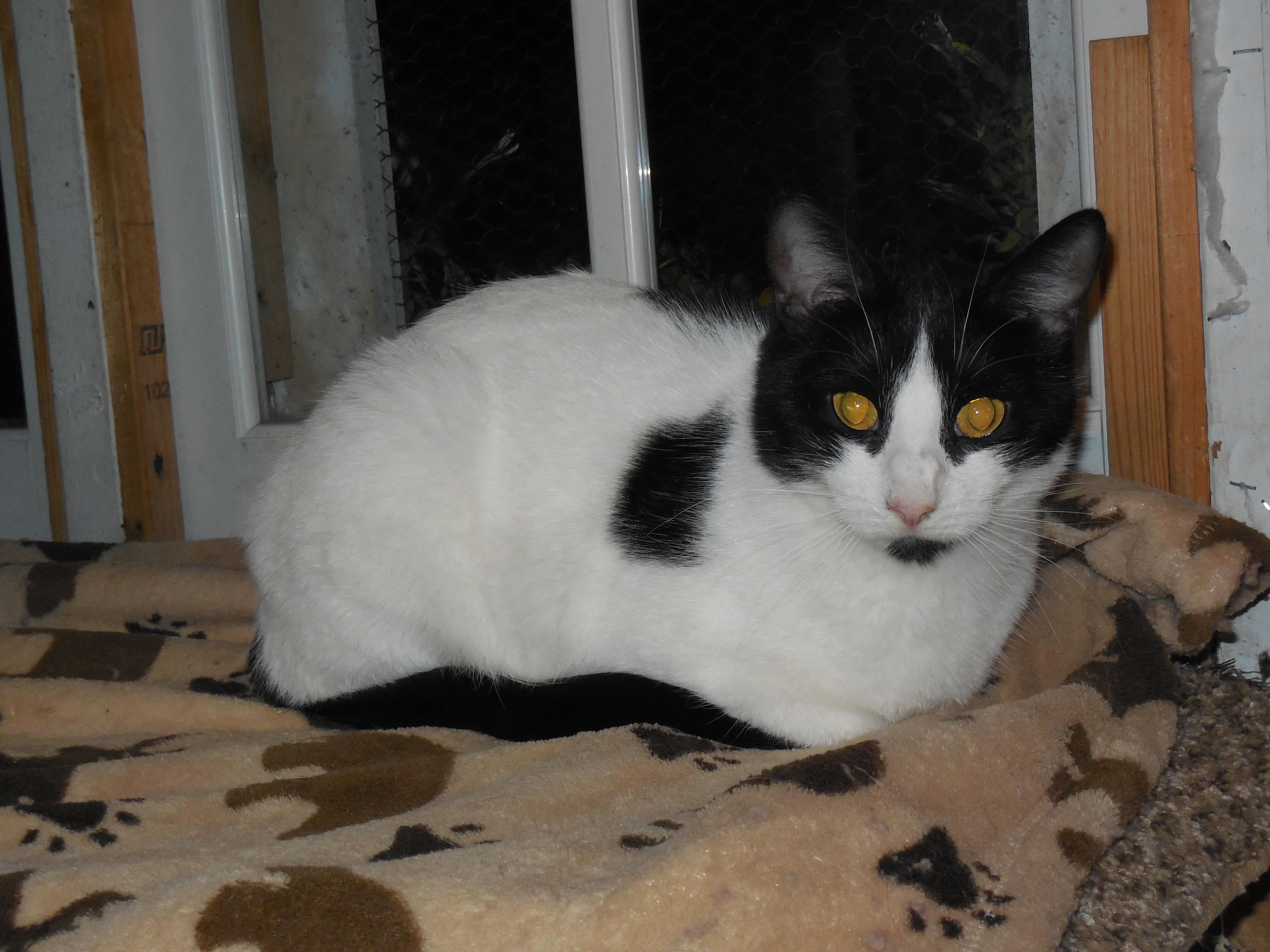 Charlotte, a Adoptable Domestic Short Hair in Whiting, IN image 2/6