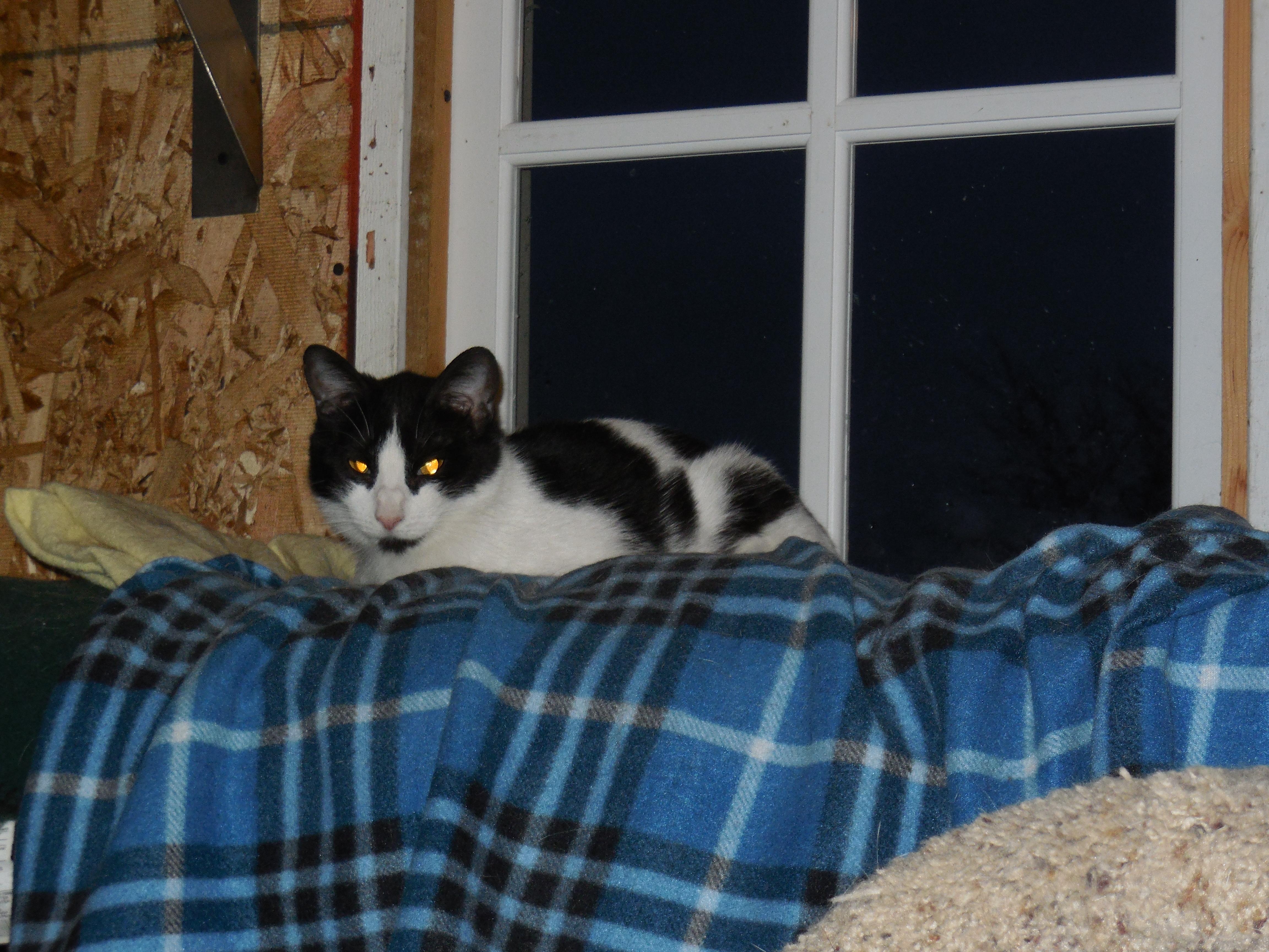 Charlotte, a Adoptable Domestic Short Hair in Whiting, IN image 3/6