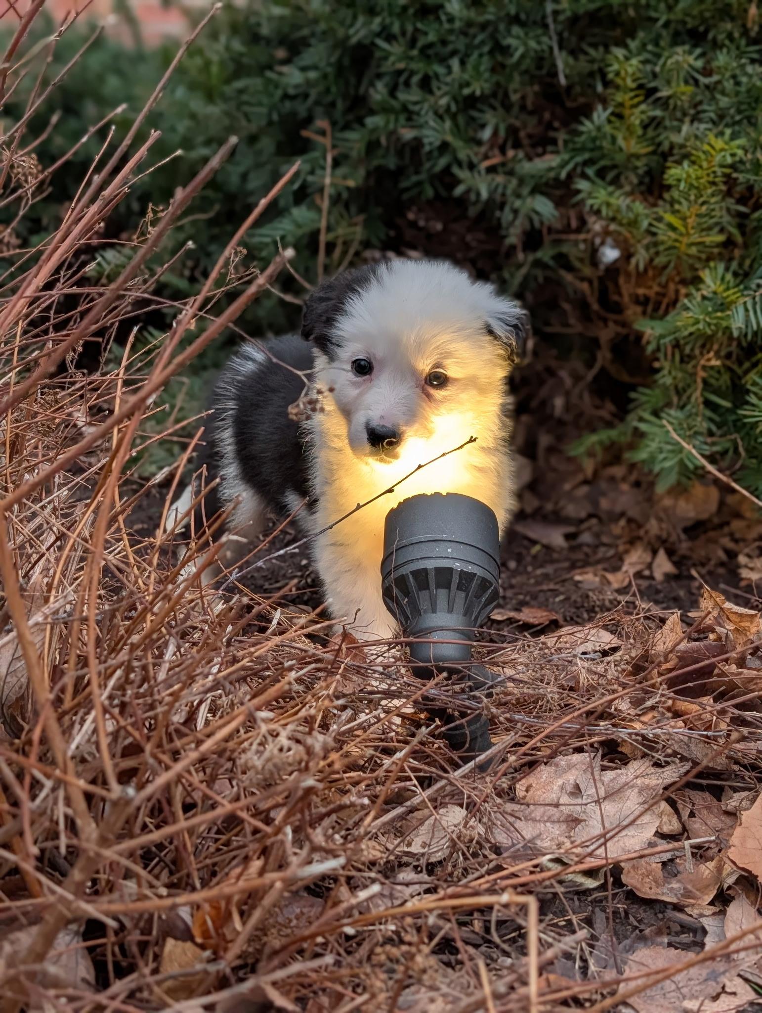 Enlarge Moo, an adopted mixed breed in Byron, IL image 4/4