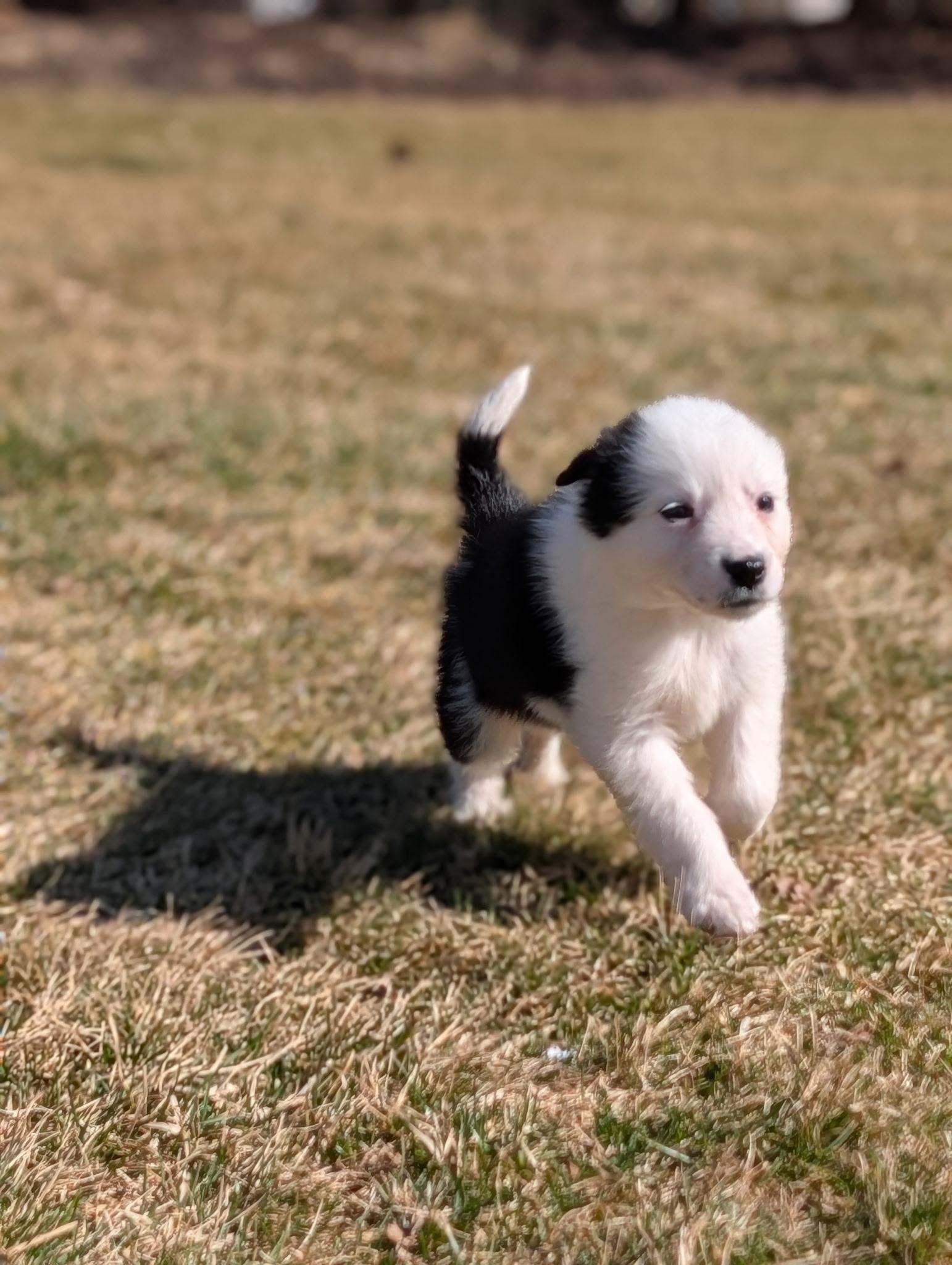 Enlarge Moo, an adopted mixed breed in Byron, IL image 2/4