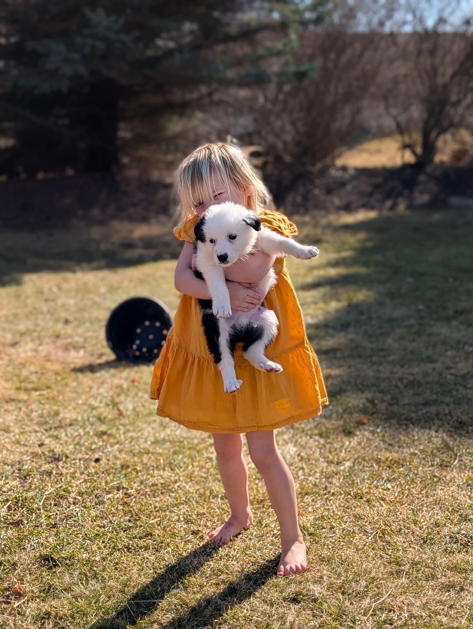 Enlarge Moo, an adopted mixed breed in Byron, IL image 1/4