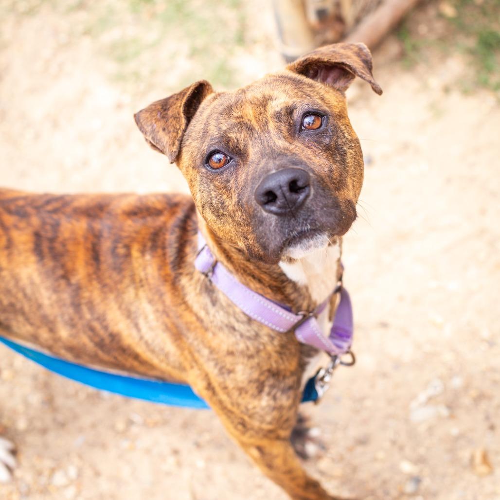 Enlarge Thatcher, a Adoptable mixed breed in Hattiesburg, MS image 1/3