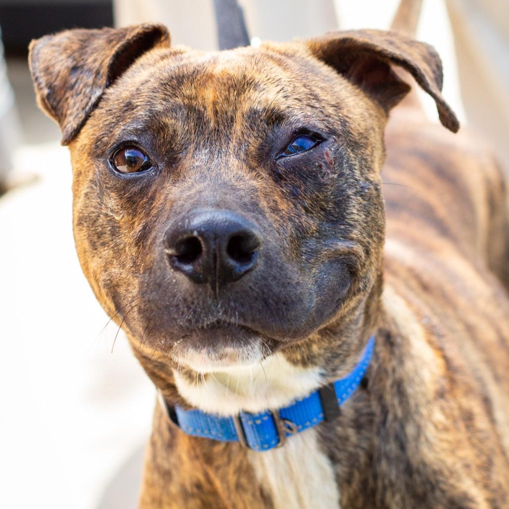 Enlarge Thatcher, a Adoptable mixed breed in Hattiesburg, MS image 2/3