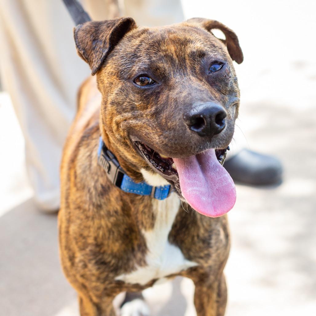 Enlarge Thatcher, a Adoptable mixed breed in Hattiesburg, MS image 3/3