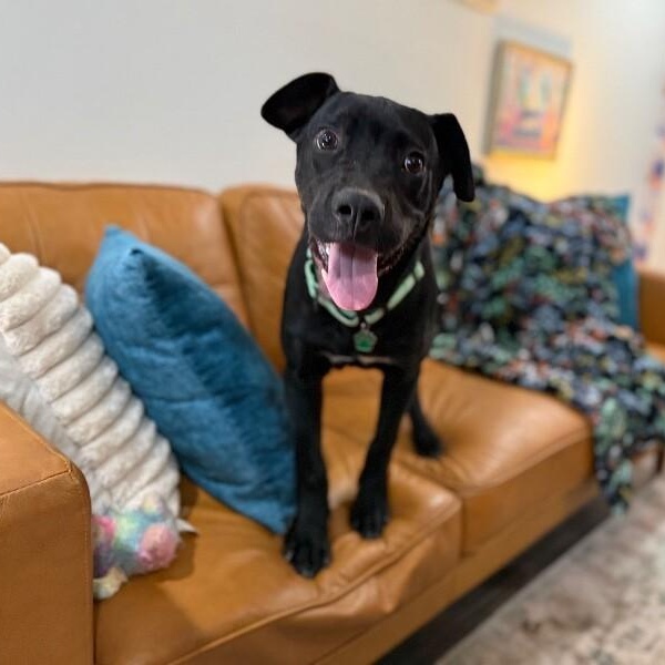 Zazoo Silly Sidekick — thumbnail 2