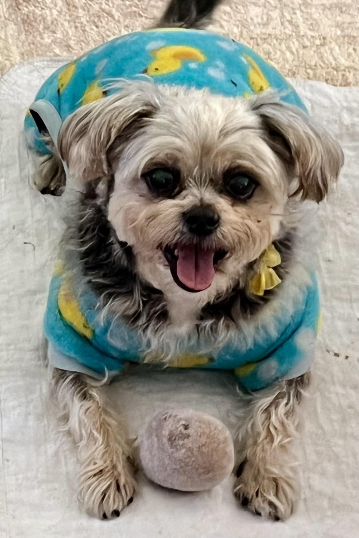 Enlarge Bebe, an adopted mixed breed in Tampa, FL image 2/6