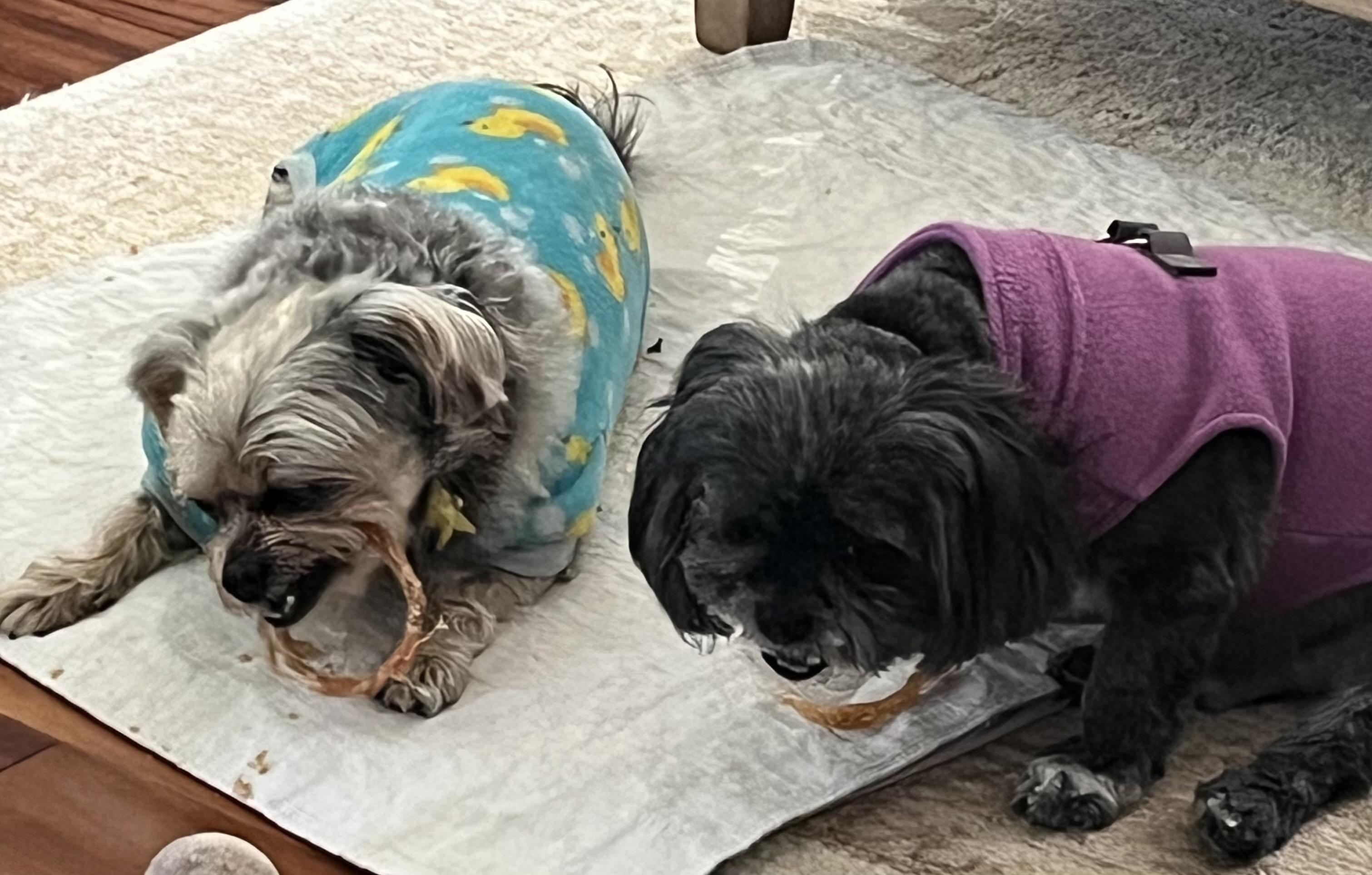 Bebe — thumbnail 2