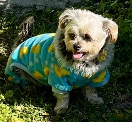 Enlarge Bebe, an adopted mixed breed in Tampa, FL image 6/6