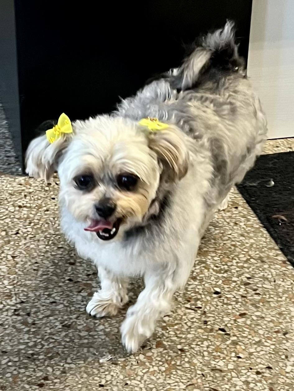 Enlarge Bebe, an adopted mixed breed in Tampa, FL image 4/6