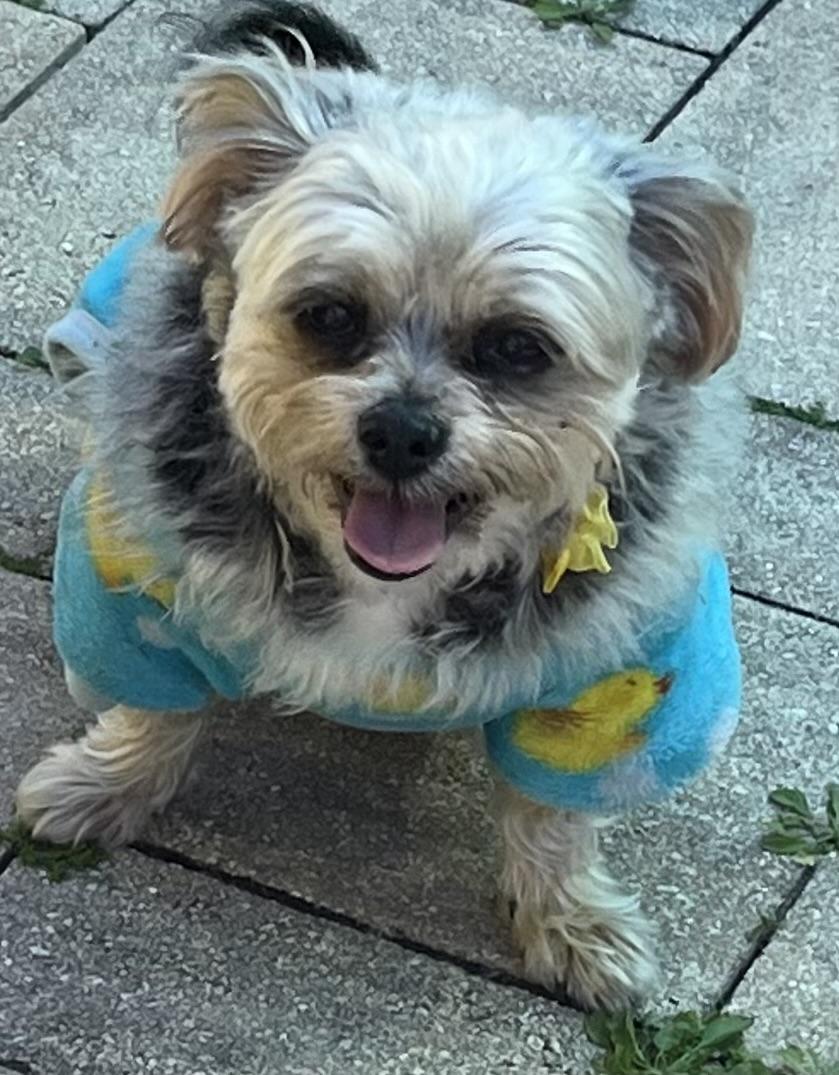 Enlarge Bebe, an adopted mixed breed in Tampa, FL image 1/6