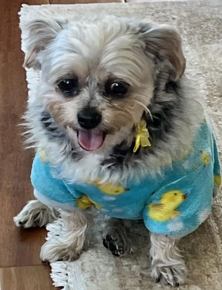 Enlarge Bebe, an adopted mixed breed in Tampa, FL image 3/6