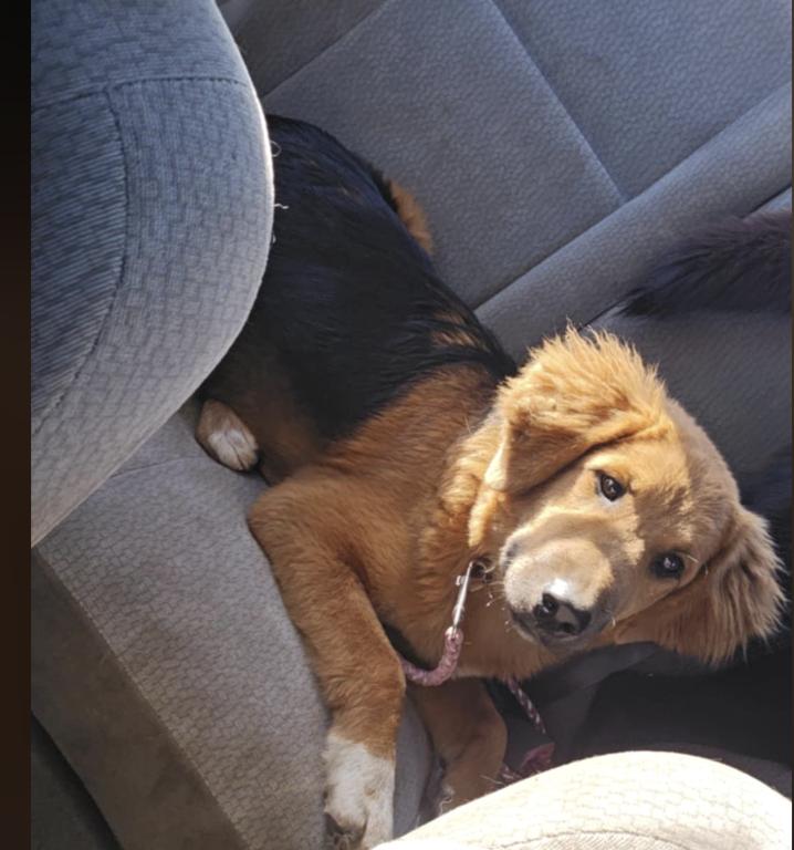 Lucy **Foster Needed**