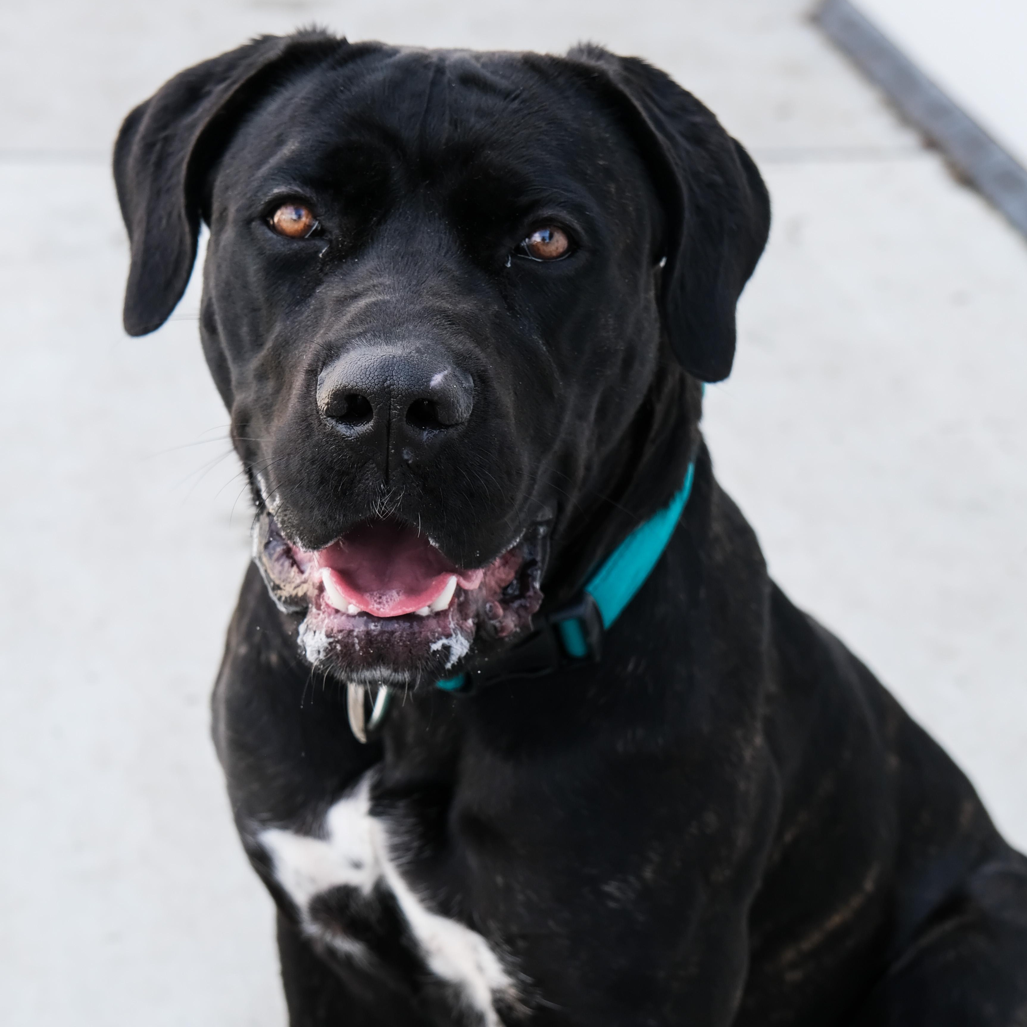 Khloe, Young Female Cane Corso