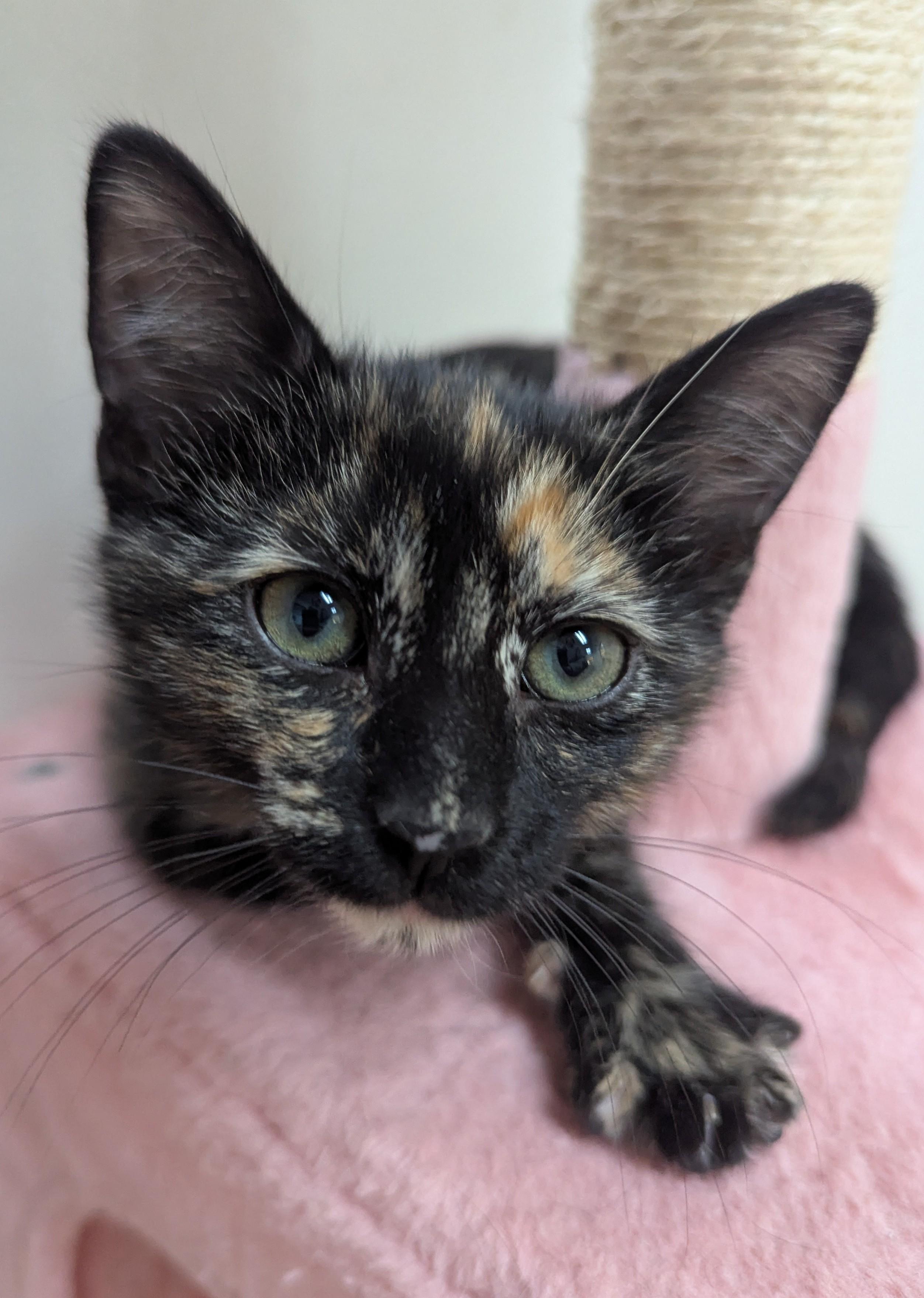 Xavia, a Adoptable Domestic Short Hair in Decatur, IL image 2/2