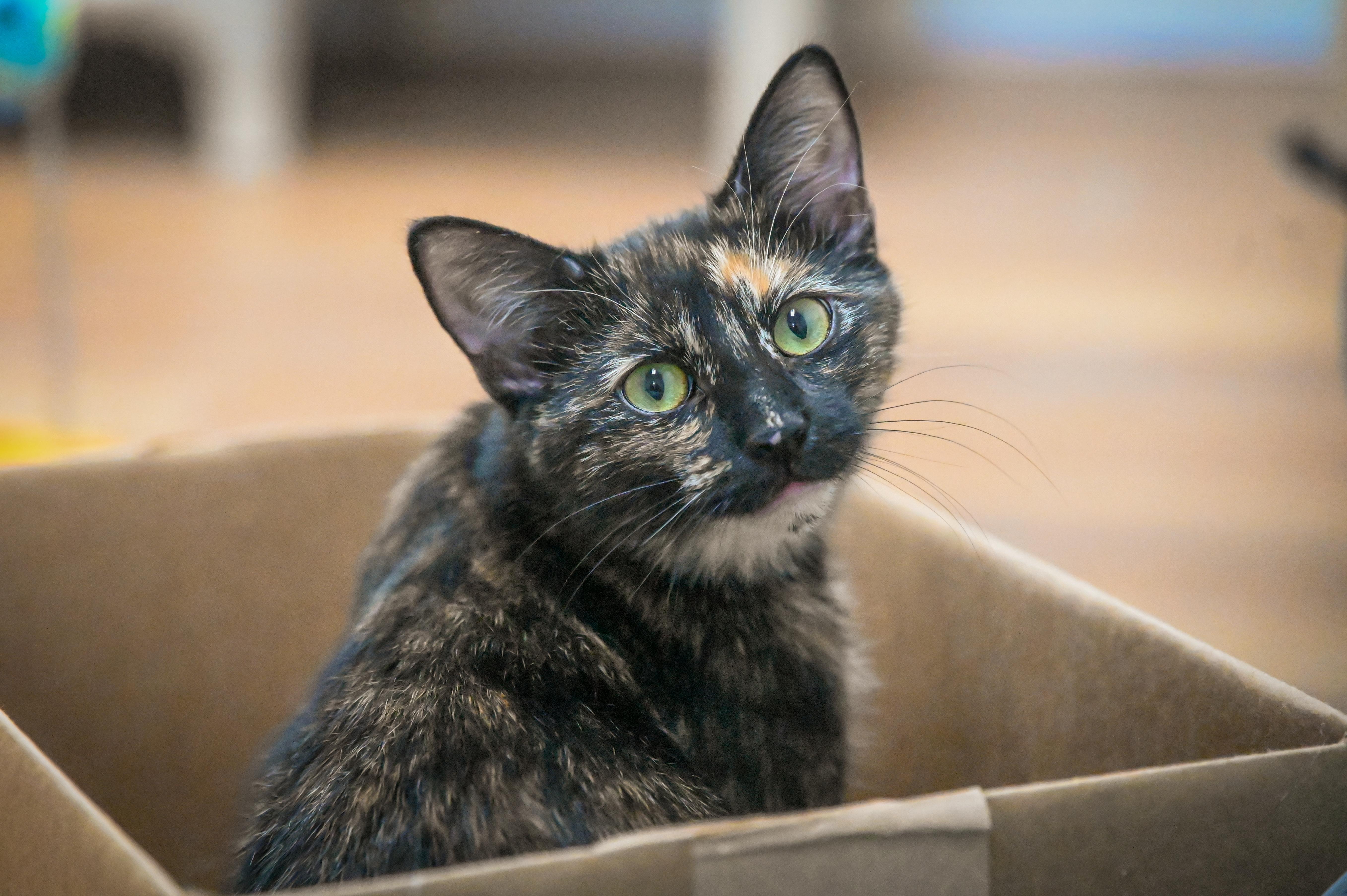 Xavia, a Adoptable Domestic Short Hair in Decatur, IL image 1/2