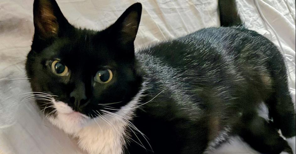 Zora, Adoptable, Young Female Domestic Short Hair.