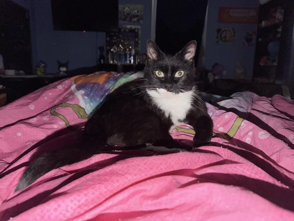 Zora, Adoptable, Young Female Domestic Short Hair.