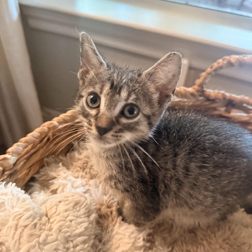 Cozmo, Adoptable, Kitten Male Domestic Short Hair.