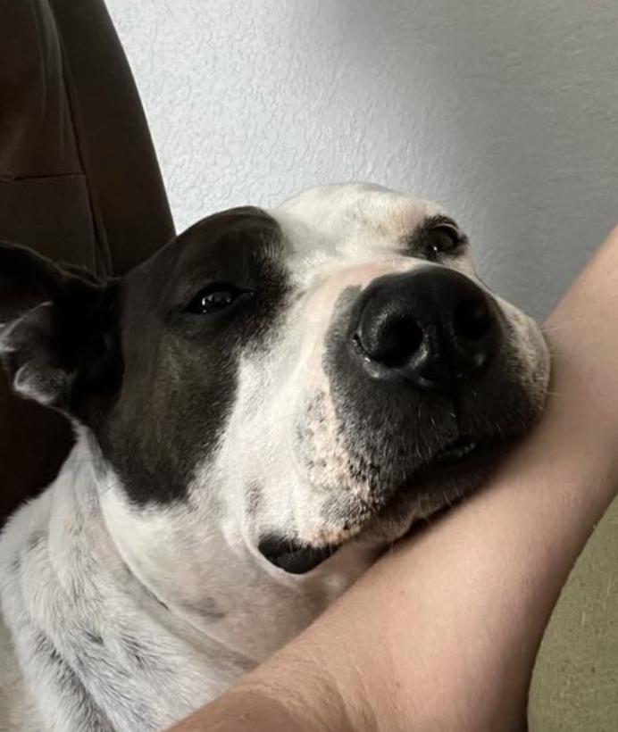 Cleo, a Adoptable mixed breed in San Francisco, CA image 1/6