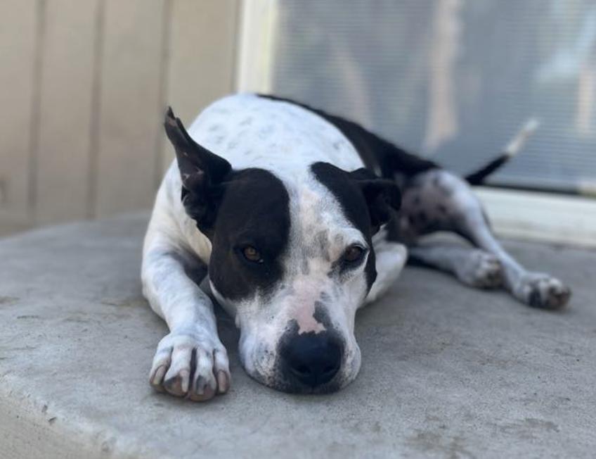 Cleo, a Adoptable mixed breed in San Francisco, CA image 3/6