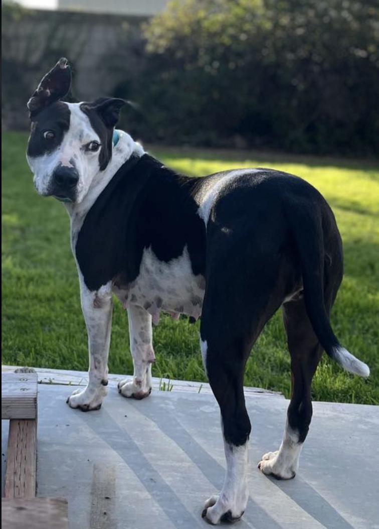 Cleo, a Adoptable mixed breed in San Francisco, CA image 4/6