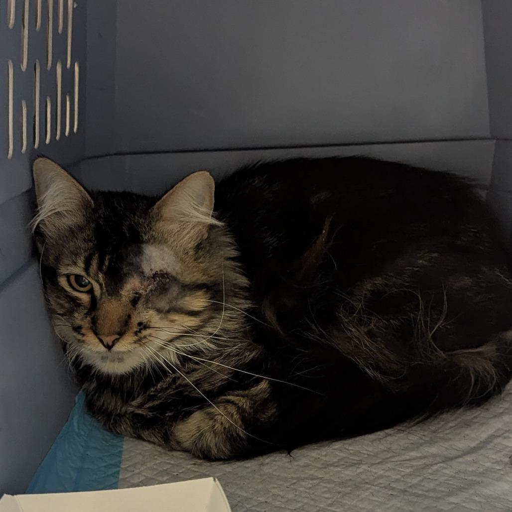 Okari, Adoptable, Adult Male Domestic Long Hair.