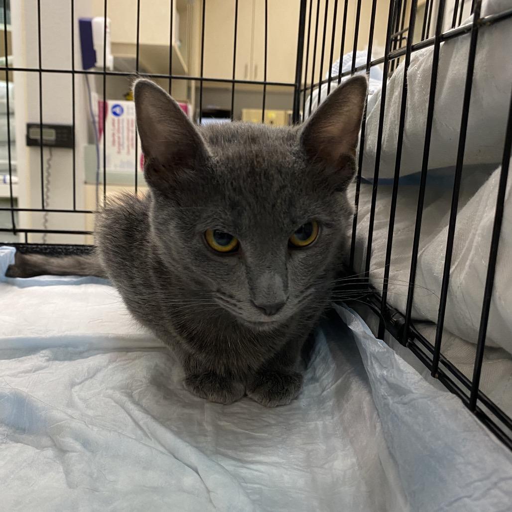 Mr. Telephone Man, Adoptable, Young Male Domestic Short Hair.