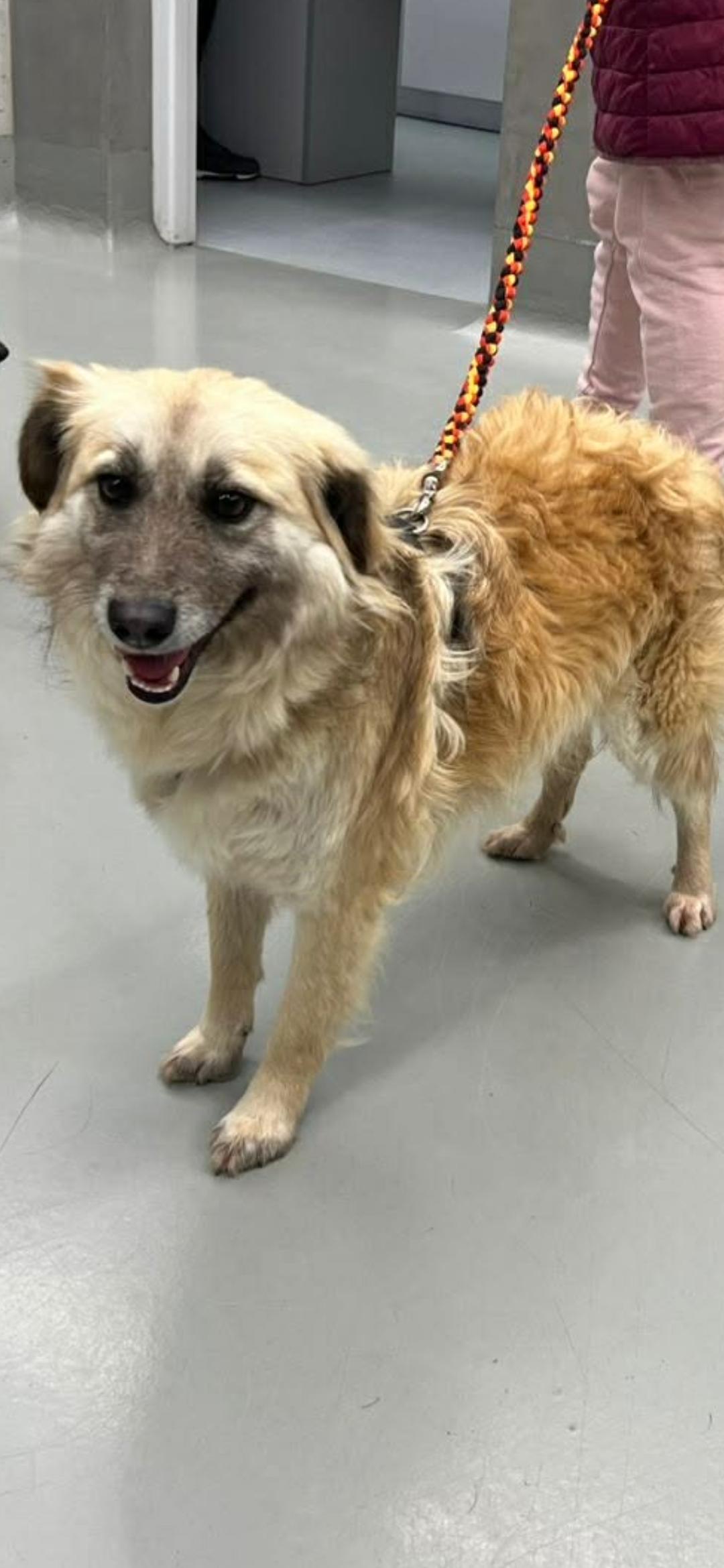 Loro, adopted, Young Male Mixed Breed.