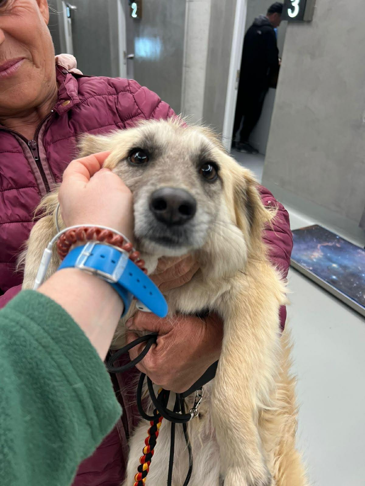 Enlarge Loro, an adopted mixed breed in New York, NY image 2/6