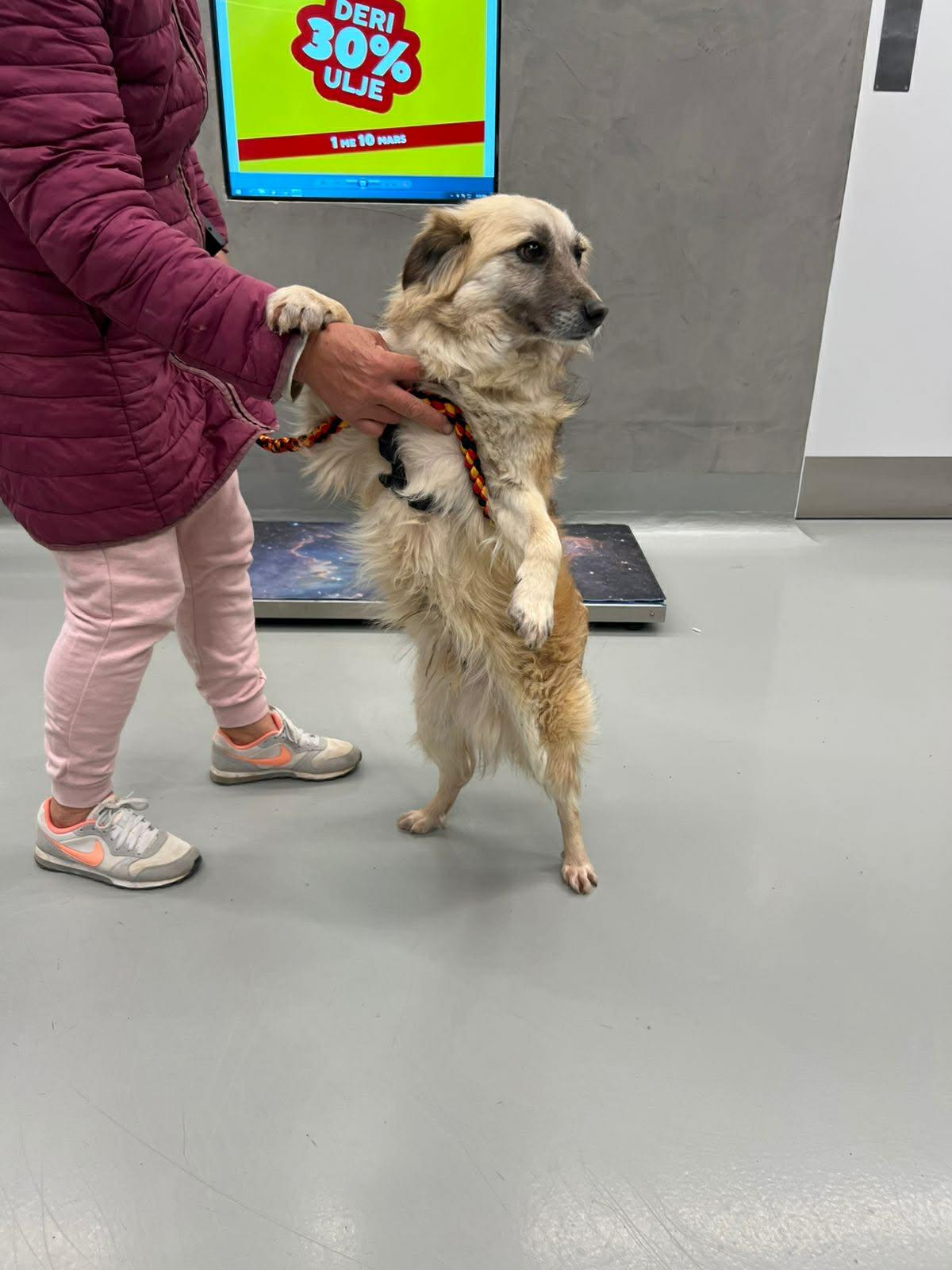 Enlarge Loro, an adopted mixed breed in New York, NY image 6/6