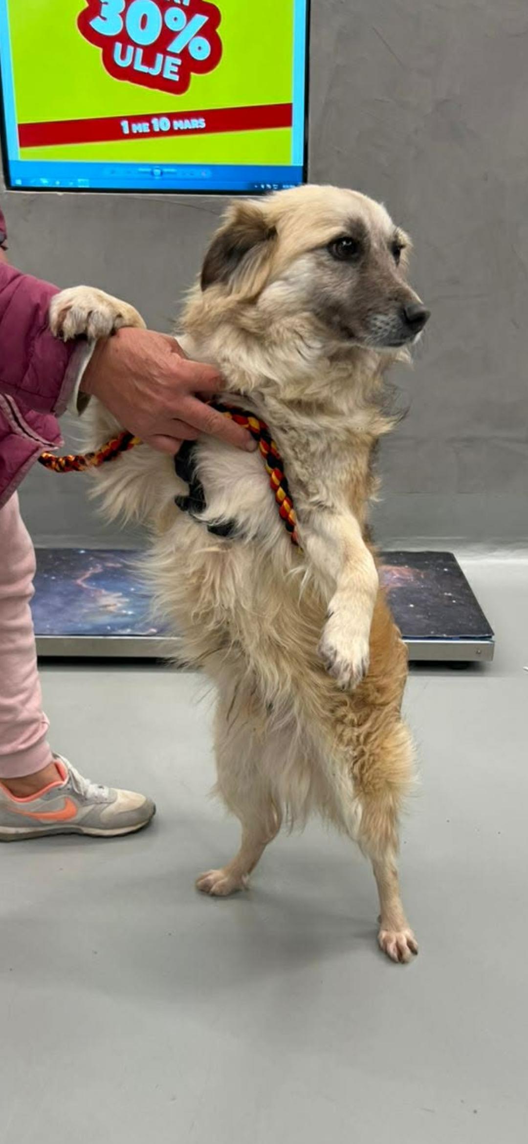 Enlarge Loro, an adopted mixed breed in New York, NY image 3/6