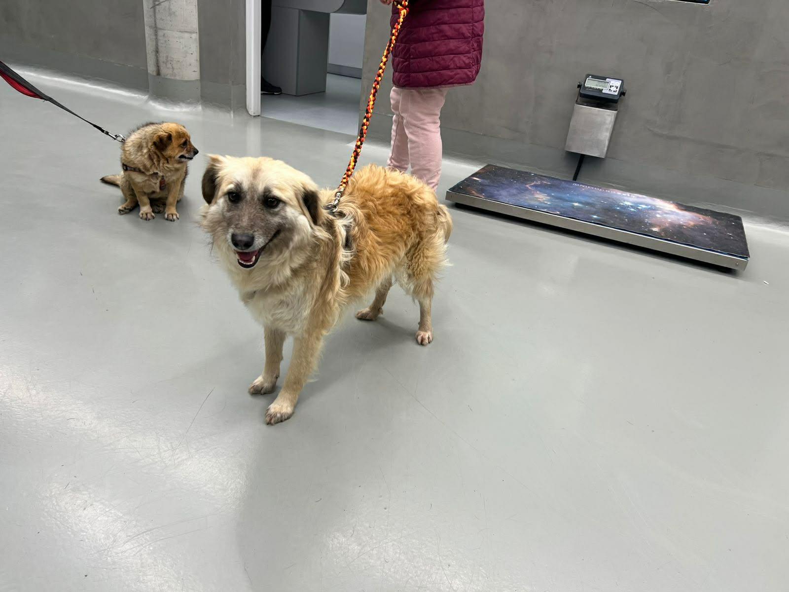 Enlarge Loro, an adopted mixed breed in New York, NY image 5/6