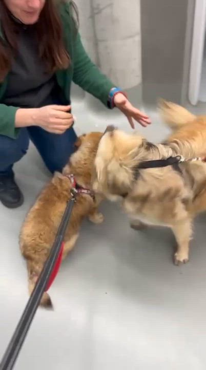 Enlarge Loro, an adopted mixed breed in New York, NY video 4/6