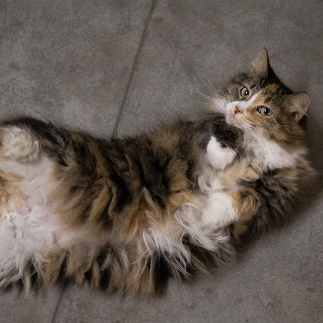 Enlarge Torti, a Adoptable Domestic Long Hair in Saint Cloud, MN image 1/2