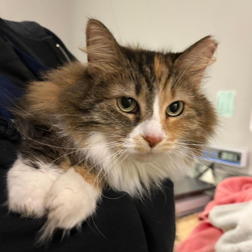 Enlarge Torti, a Adoptable Domestic Long Hair in Saint Cloud, MN image 2/2