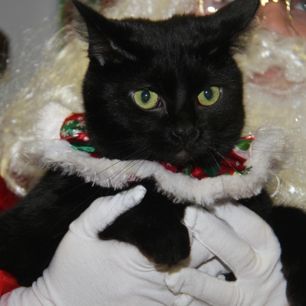 Enlarge Elvira (Spayed) (Photos 12/24/2025), an adopted Domestic Short Hair in Marietta, OH image 5/5
