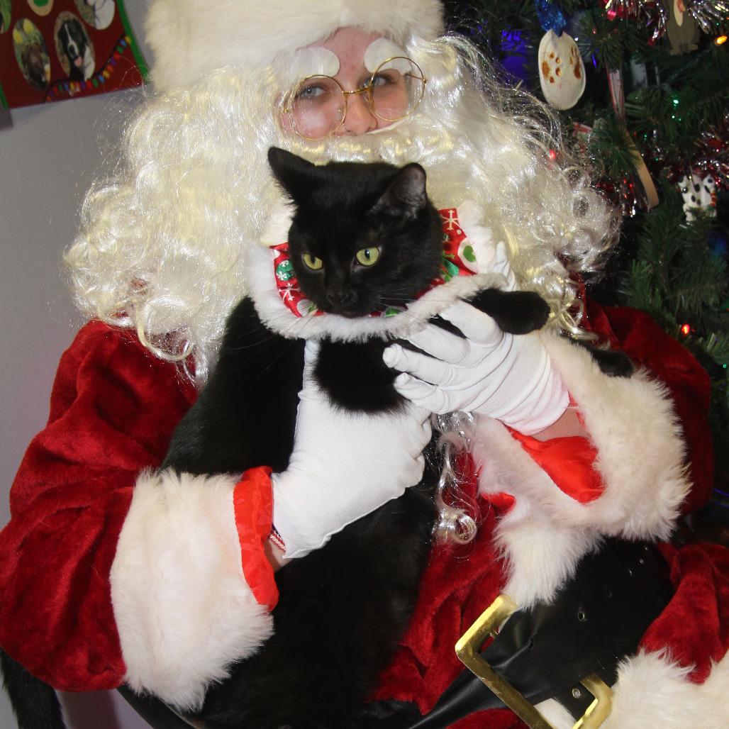 Enlarge Elvira (Spayed) (Photos 12/24/2025), an adopted Domestic Short Hair in Marietta, OH image 4/5