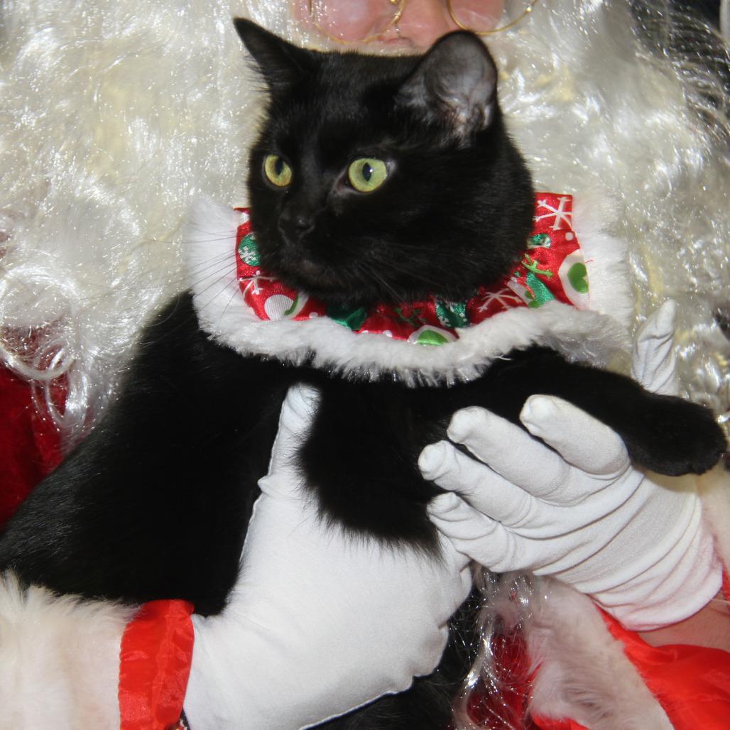 Enlarge Elvira (Spayed) (Photos 12/24/2025), an adopted Domestic Short Hair in Marietta, OH image 3/5