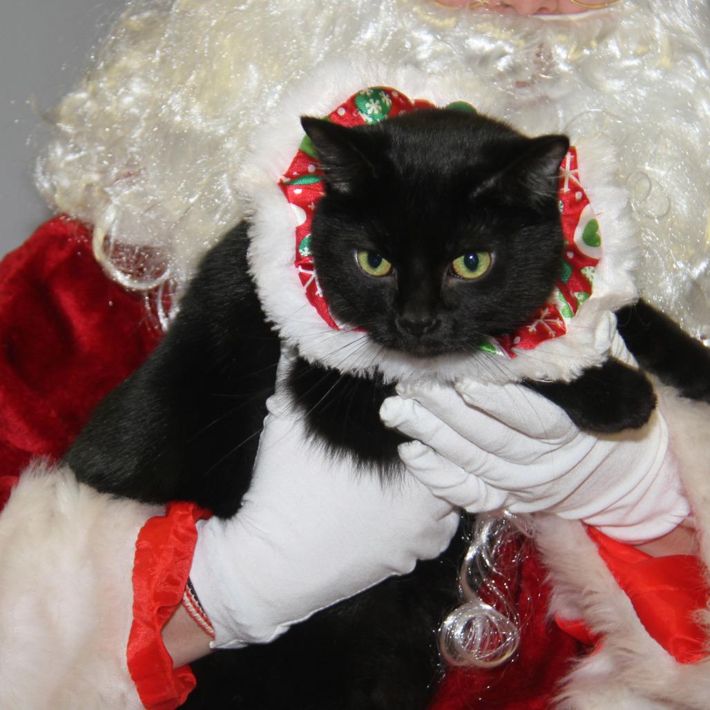 Enlarge Elvira (Spayed) (Photos 12/24/2025), an adopted Domestic Short Hair in Marietta, OH image 1/5