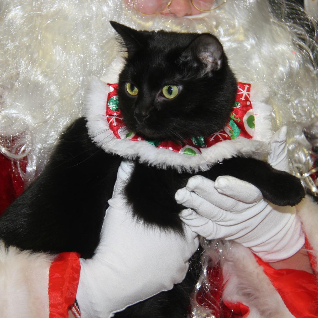 Enlarge Elvira (Spayed) (Photos 12/24/2025), an adopted Domestic Short Hair in Marietta, OH image 2/5