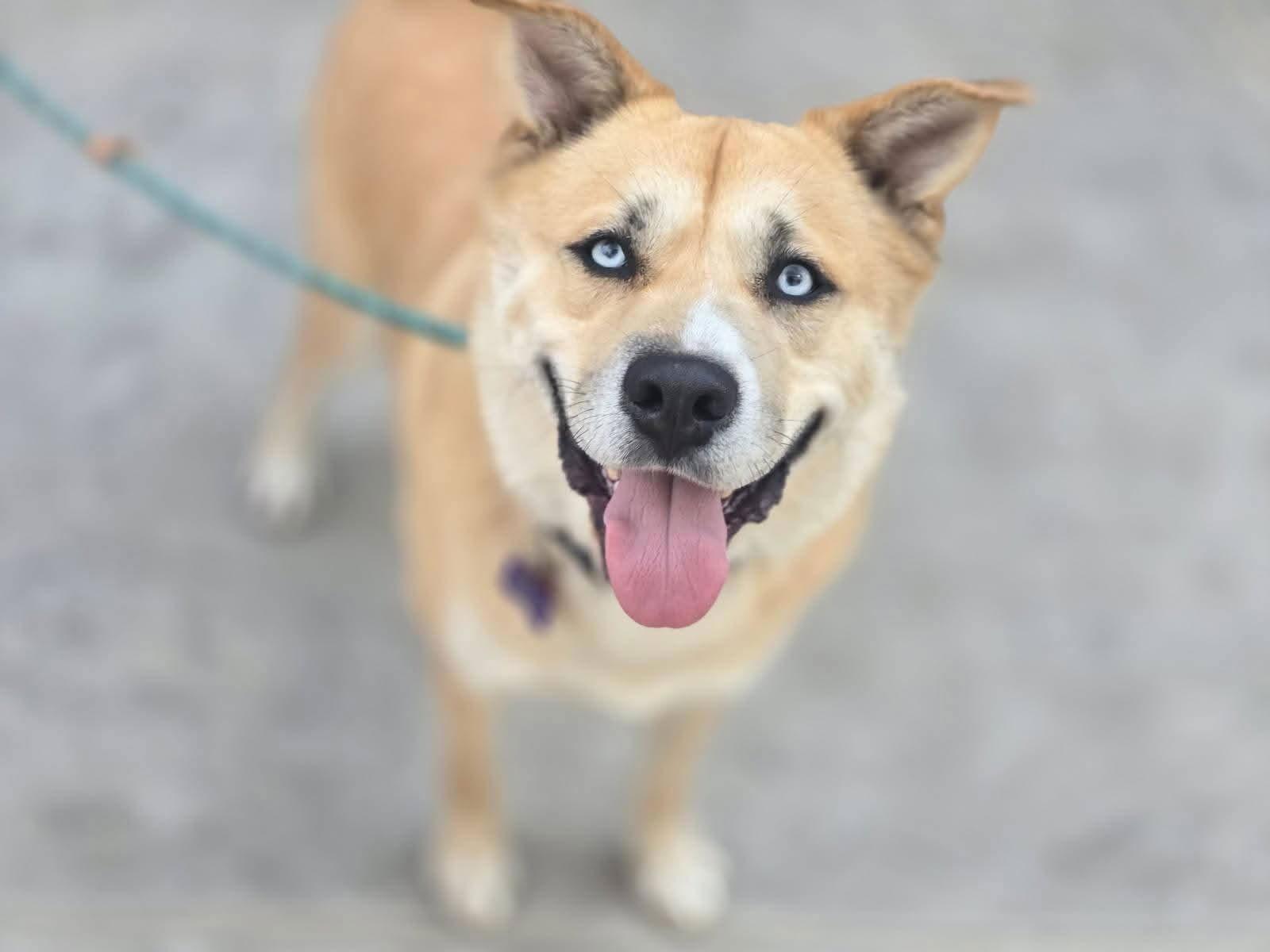 Enlarge Draco, a Adoptable Siberian Husky in St. Louis, MO image 1/3