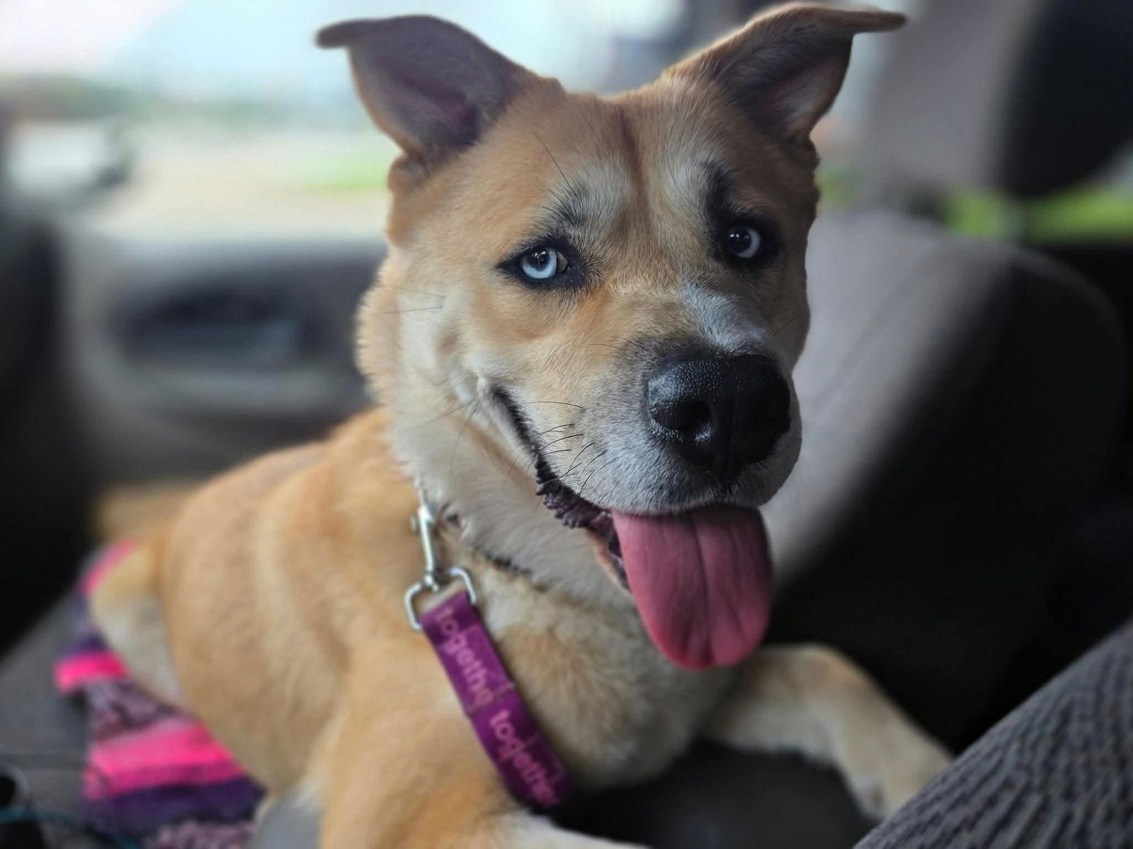 Enlarge Draco, a Adoptable Siberian Husky in St. Louis, MO image 2/3