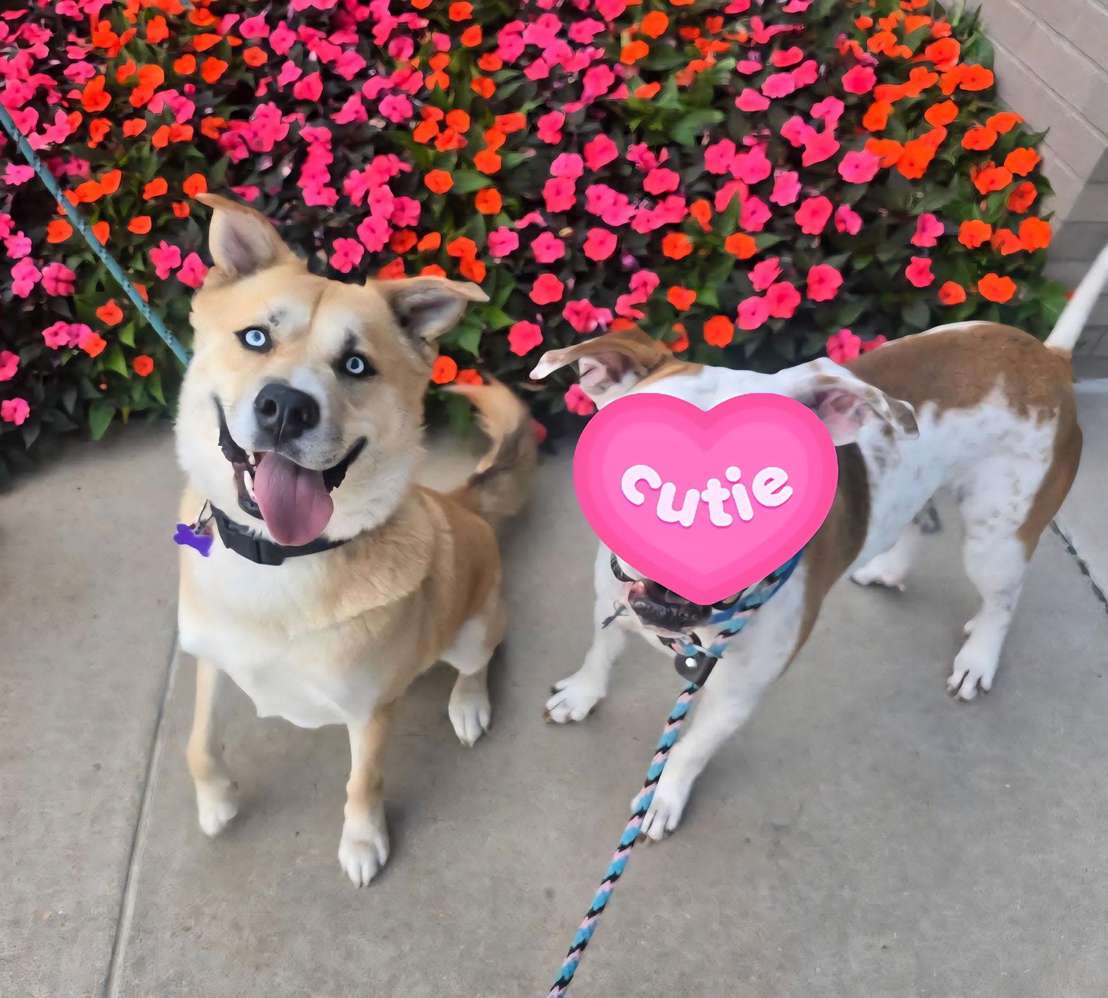 Enlarge Draco, a Adoptable Siberian Husky in St. Louis, MO image 3/3