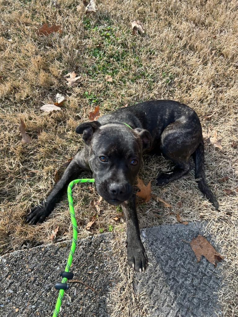 Enlarge Wally- Adoptable, a Adoptable mixed breed in Chickamauga , GA image 1/2