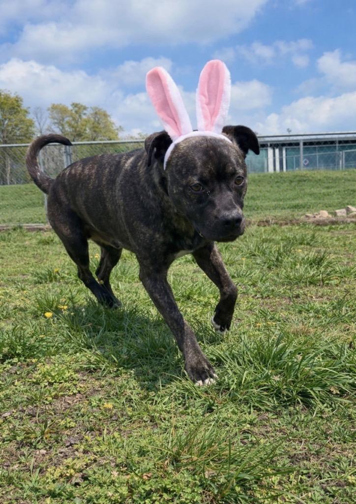 Enlarge Wally- Adoptable, a Adoptable mixed breed in Chickamauga , GA image 2/3