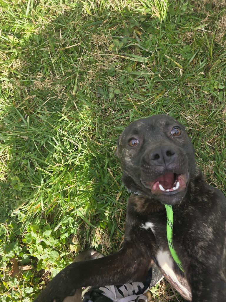 Enlarge Wally- Adoptable, a Adoptable mixed breed in Chickamauga , GA image 2/2