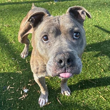 Pax, Adoptable, Senior Male Terrier & Mixed Breed.