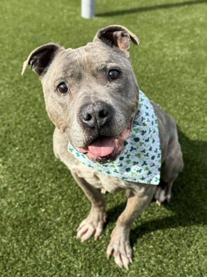 Pax, Adoptable, Senior Male Terrier & Mixed Breed.